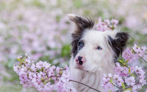 Fortalecer el sistema inmunitario de las mascotas en primavera también es importante