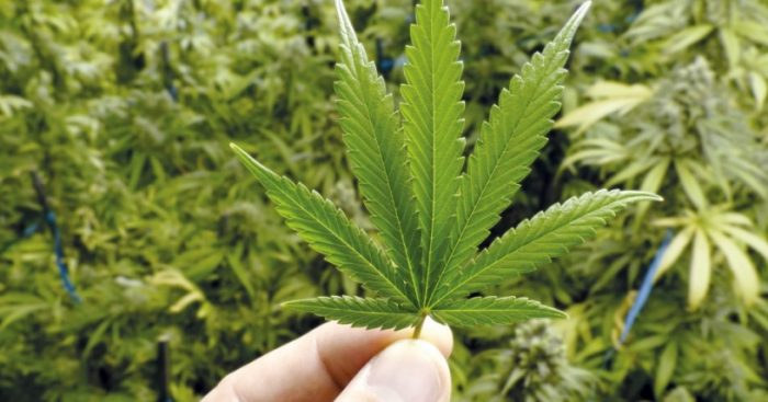 Senda descarta propuesta parlamentaria para despenalizar la marihuana: “Nuestro foco principal es la prevención” Senda descarta propuesta parlamentaria para despenalizar la marihuana: