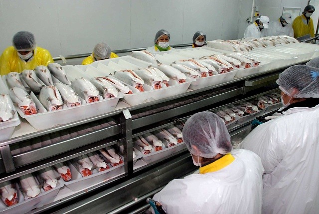 Salmonera Nova Austral admite que entregó información falsa sobre mortalidad de peces a Sernapesca