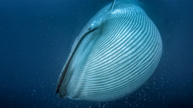 Satélite ayuda a hacer un exhaustivo conteo de las ballenas del mundo Satélite ayuda a hacer un exhaustivo conteo de las ballenas del mundo