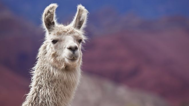 Por qué las llamas pueden tener el secreto para combatir la gripe Por qué las llamas pueden tener el secreto para combatir la gripe