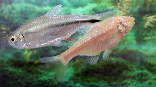 Los secretos de tetra, el pez mexicano que se repara su propio corazón (y lo que puede aprender de él la ciencia) Los secretos de tetra, el pez mexicano que se repara su propio corazón (y lo que puede aprender de él la ciencia)