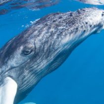Los enormes tapones de cera de los oídos de las ballenas que relatan la historia de sus estresantes vidas