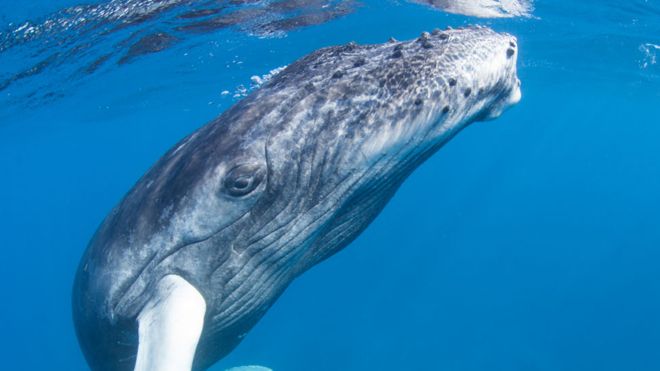 Los enormes tapones de cera de los oídos de las ballenas que relatan la historia de sus estresantes vidas Los enormes tapones de cera de los oídos de las ballenas que relatan la historia de sus estresantes vidas