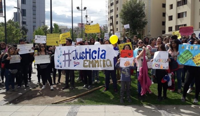Piden justicia para “Emma”, la pequeña gatita que murió tras ser maltratada por una joven de 14 años Piden justicia para