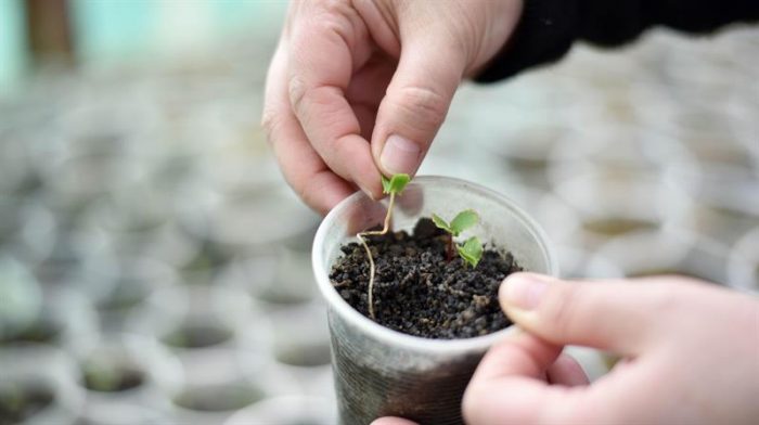 Científica estudia plantas nativas chilenas para restaurar suelos volcánicos Científica estudia plantas nativas chilenas para restaurar suelos volcánicos