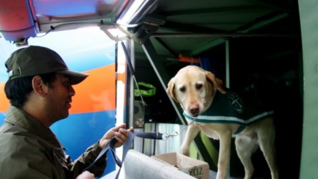 Sigue la crisis en Carabineros: perro estrella de equipos de drogas se escapa de su canil y es el más buscado en Arica Sigue la crisis en Carabineros: perro estrella de equipos de drogas se escapa de su canil y es el más buscado en Arica