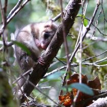 Científicos chilenos publican primer estudio a nivel mundial sobre los genes de la hibernación en marsupiales  