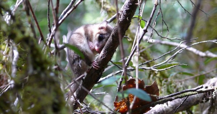 Científicos chilenos publican primer estudio a nivel mundial sobre los genes de la hibernación en marsupiales Científicos chilenos publican primer estudio a nivel mundial sobre los genes de la hibernación en marsupiales