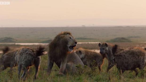 Un león es atacado por una veintena de hienas y es el video más angustiante de este año Un león es atacado por una veintena de hienas y es el video más angustiante de este año