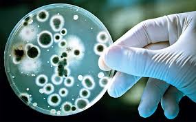 La resistencia microbiana causaría 10 millones de muertes anuales en 2050 La resistencia microbiana causaría 10 millones de muertes anuales en 2050