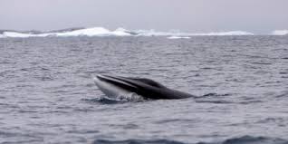 Japón reanuda su caza de ballenas pese a la oposición internacional Japón reanuda su caza de ballenas pese a la oposición internacional