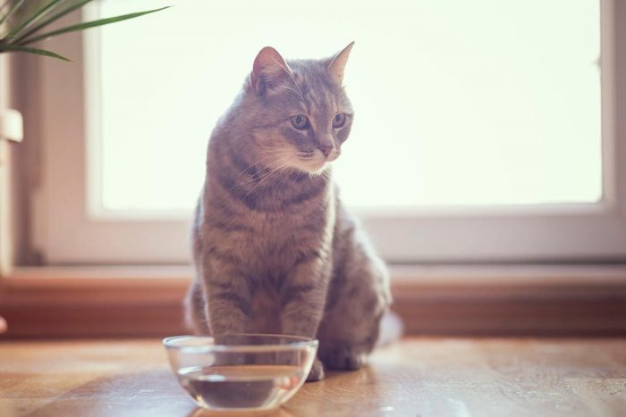 mascotas-gatos-hidratacion-agua-700x467.jpg