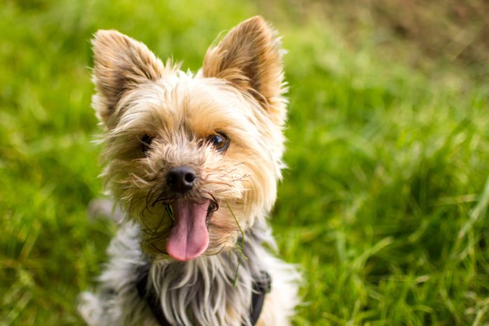 Un pandemia que no solo afecta a las personas: 30% de los animales de compañía son obesos Un pandemia que no solo afecta a las personas: 30% de los animales de compañía son obesos