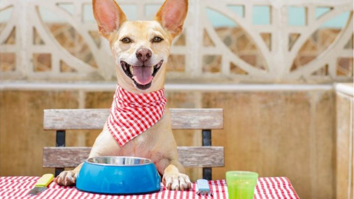 ¿Es mejor alimentar a las mascotas con comida casera o comida procesada? ¿Es mejor alimentar a las mascotas con comida casera o comida procesada?