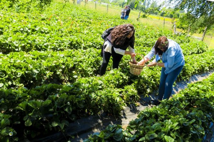 “Del huerto a la casa”, la autocosecha de fruta florece en el sur de Chile