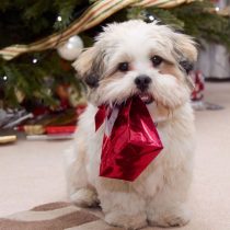 ¿Regalar una mascota para Navidad?