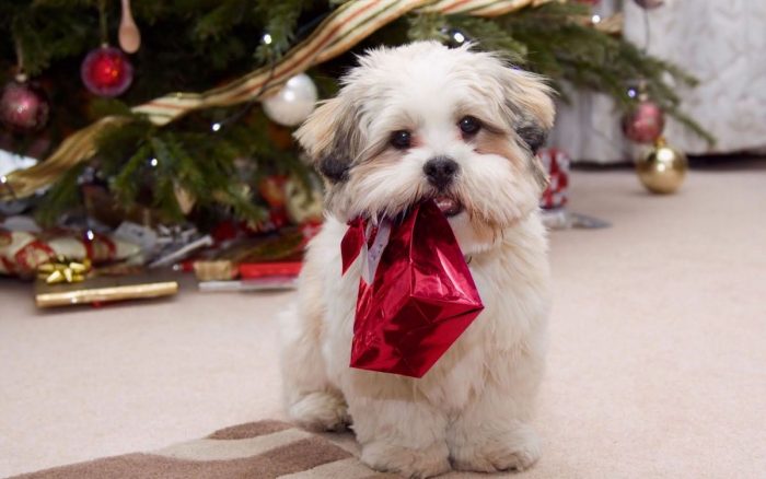 ¿Regalar una mascota para Navidad? ¿Regalar una mascota para Navidad?