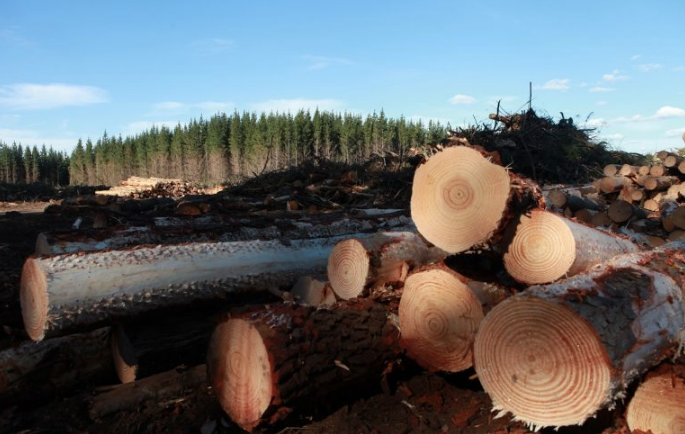 La Araucanía sin forestales, ahora La Araucanía sin forestales, ahora