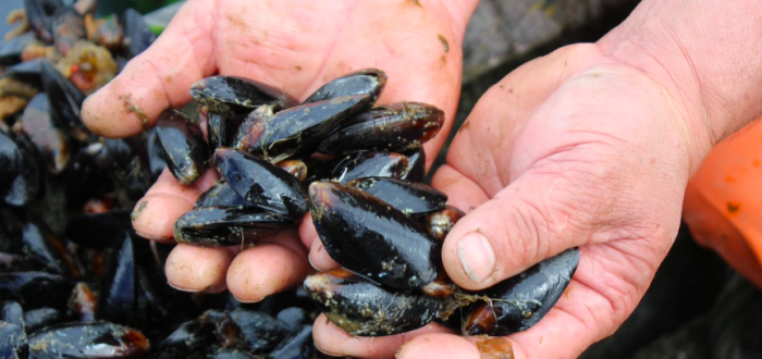 Cambio climático amenaza uno de los principales recursos marinos de exportación chilena Cambio climático amenaza uno de los principales recursos marinos de exportación chilena