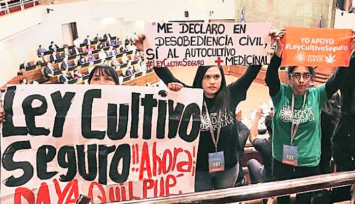 Proyecto de Ley Cultivo Seguro: de droga dura a receta médica Proyecto de Ley Cultivo Seguro: de droga dura a receta médica