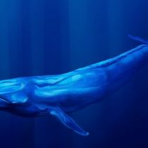 Vinculan variaciones del tono del canto de las ballenas al cambio climático