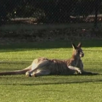 Canguro invade la cancha durante un partido de fútbol en Australia