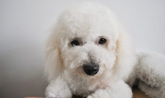 ¡Cuidado con las sobras! Los perros también pueden padecer diabetes ¡Cuidado con las sobras! Los perros también pueden padecer diabetes