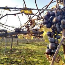 Japón apuesta por los vinos autóctonos como complemento de su cocina