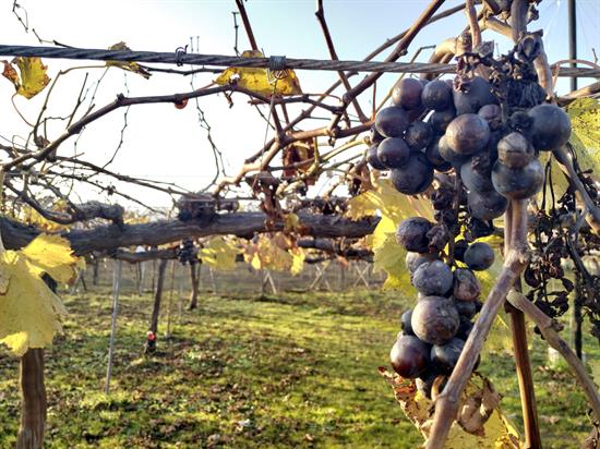 Japón apuesta por los vinos autóctonos como complemento de su cocina Japón apuesta por los vinos autóctonos como complemento de su cocina