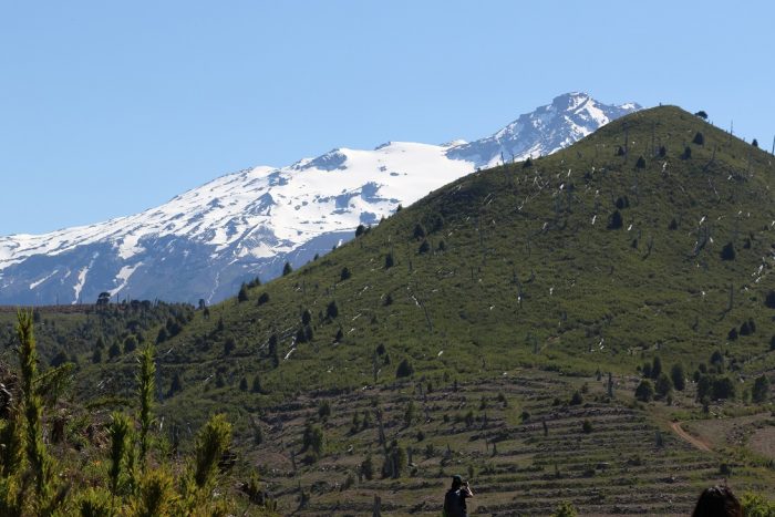 Más de 50% de avance lleva proyecto de plantación a gran escala en Curacautín Más de 50% de avance lleva proyecto de plantación a gran escala en Curacautín
