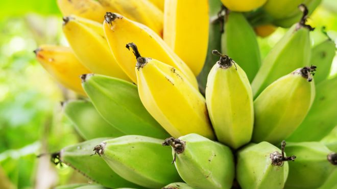 Cómo Holanda logró su primera cosecha de banano sin usar tierra Cómo Holanda logró su primera cosecha de banano sin usar tierra