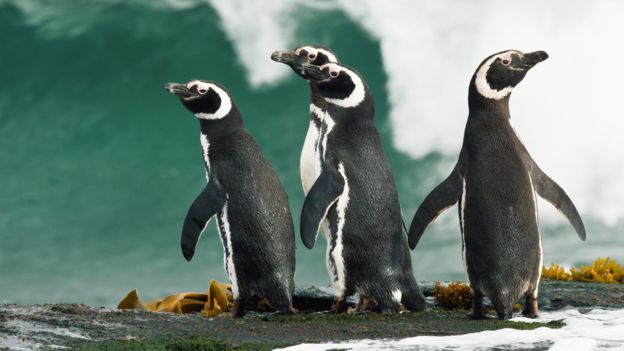 Por qué la gran mayoría de los pingüinos que aparecen varados o muertos en las costas de Sudamérica son hembras Por qué la gran mayoría de los pingüinos que aparecen varados o muertos en las costas de Sudamérica son hembras