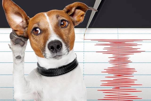 Llaman a cuidar a los animales ante futuras réplicas y temblores Llaman a cuidar a los animales ante futuras réplicas y temblores