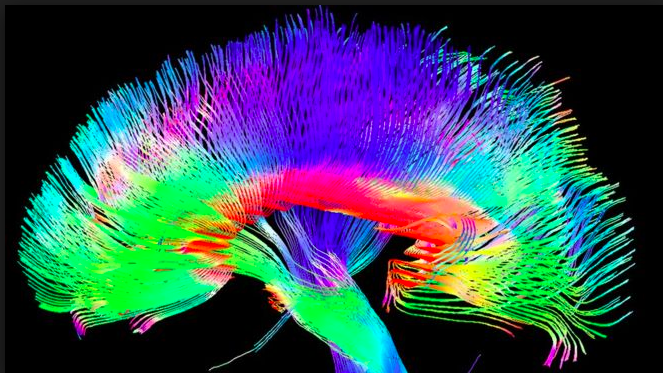 Mapean zona del cerebro donde ocurre la toma de conciencia