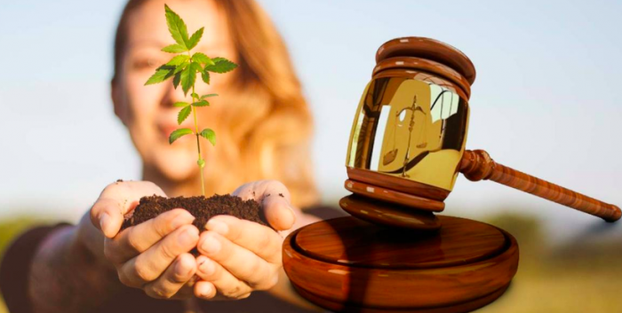 Ley Cultivo Seguro. Para un debate informado sobre cannabis medicinal