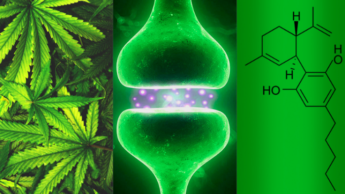 Cannabinoides, el paso natural de la medicina personalizada Cannabinoides, el paso natural de la medicina personalizada