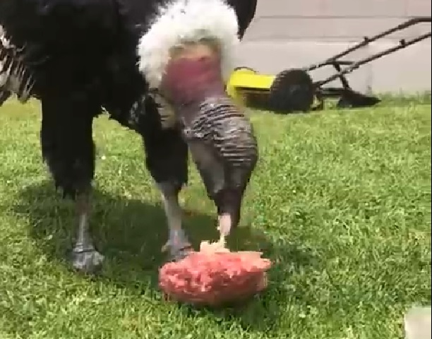 Cóndor es sorprendido alimentándose en domicilio de Lo Curro Cóndor es sorprendido alimentándose en domicilio de Lo Curro