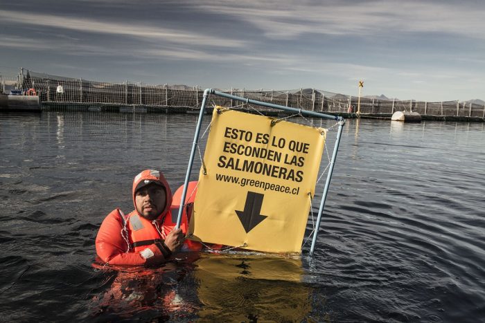 Greenpeace: “El doble escape de salmones muestra una industria digna de los Tres Chiflados” Greenpeace:
