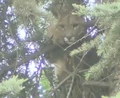 Así fue el rescate del puma atrapado en un árbol de Lo Barnechea Así fue el rescate del puma atrapado en un árbol de Lo Barnechea