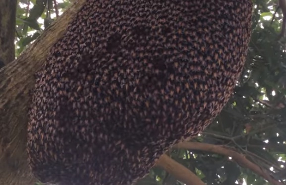 Un gigante nido de abejas realiza extraño movimiento para espantar depredadores Un gigante nido de abejas realiza extraño movimiento para espantar depredadores