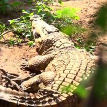 El hombre que tiene más de 40 cocodrilos en su jardín
