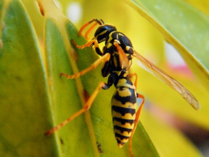 Picaduras de arañas, abejas y avispas: las más temidas del verano Picaduras de arañas, abejas y avispas: las más temidas del verano