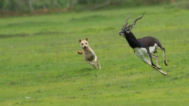 Cómo los perros se están convirtiendo en una seria amenaza para otras especies Cómo los perros se están convirtiendo en una seria amenaza para otras especies