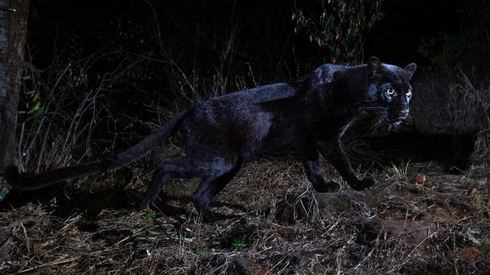 Avistan un leopardo negro por primera vez en 100 años Avistan un leopardo negro por primera vez en 100 años