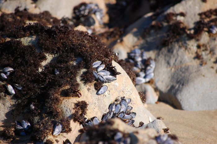 Fibras plásticas atrofiarían la capacidad de los mejillones de sobrevivir Fibras plásticas atrofiarían la capacidad de los mejillones de sobrevivir