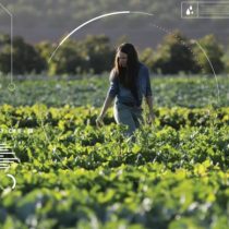 Agricultura inteligente: chilenos crean tecnología para monitorear cultivos desde el celular