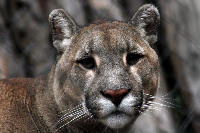 Puma murió luego de ser atropellado en la ruta 5 Sur de La Araucanía