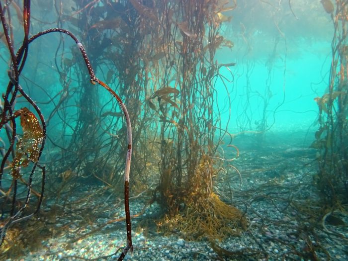 Científicos chilenos investigan bosques submarinos de algas gigantes en la Patagonia