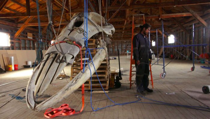 Biólogo marino y artista visual crean primer museo de historia natural en la Patagonia Biólogo marino y artista visual crean primer museo de historia natural en la Patagonia